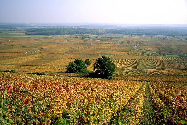 Vigneti di Saone